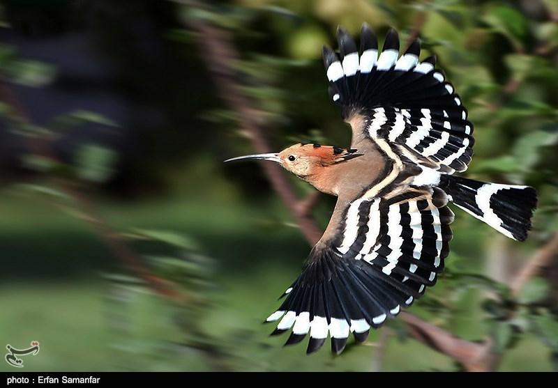 روز ملی پرنده نگری
