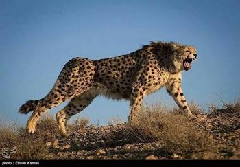 ۹ شهریور روز ملی حفاظت از یوزپلنگ ایرانی